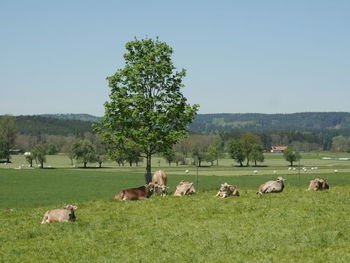 Cows relaxing on grassy field against clear sky