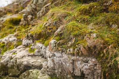 Close-up of moss on rock
