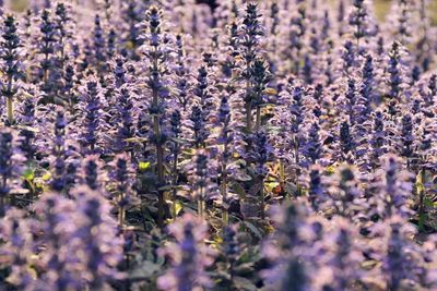 Lavenders blooming on field