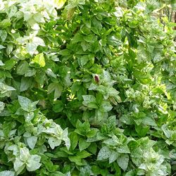 Close-up of fresh green plants