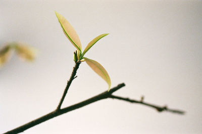 Close-up of plant