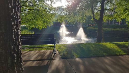 Trees in park