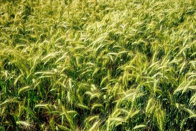 Full frame shot of corn field