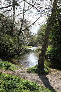 Scenic view of river amidst trees in forest