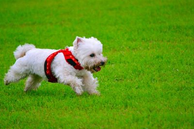 Side view of white dog running on grassy field