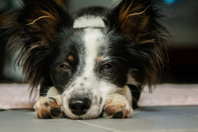 Close-up portrait of a dog resting