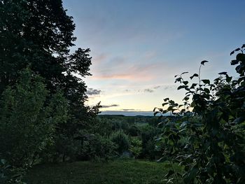 Trees on field against sky at sunset