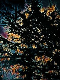 Close-up of tree in autumn