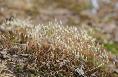 Close-up of flowering plants on field