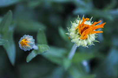 Close-up of flower blooming outdoors