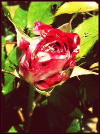 Close-up of pink rose blooming outdoors