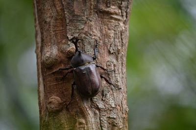 Close-up of a beetle and tree trunk 