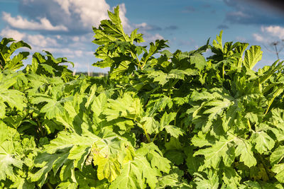 plant