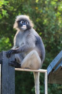 Portrait of monkey sitting on wood against trees