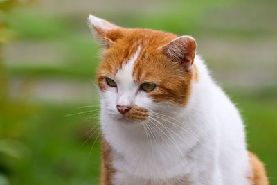 Close-up of a cat looking away