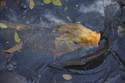 High angle view of fish swimming in water