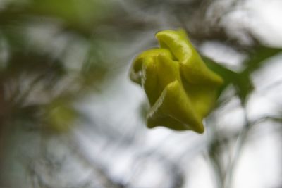 Close-up of yellow flower