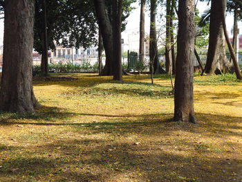 Trees on landscape