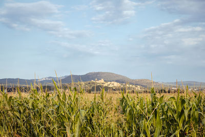 Scenic view of agricultural field against sky