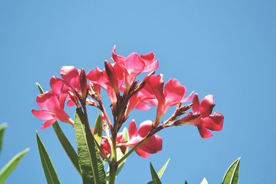 Low angle view of pink flowers against clear blue sky