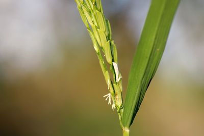 Close-up of plant