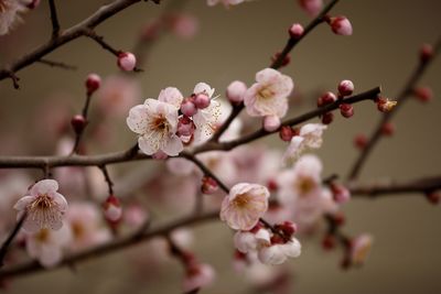 Plum blossoms blooming on twig