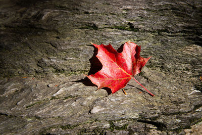Close-up of maple leaf on red leaves
