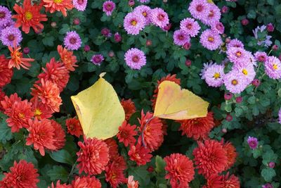 High angle view of orange flowering plants