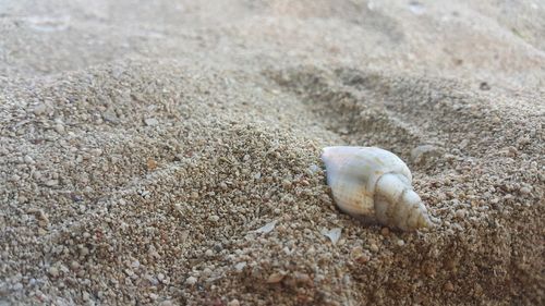 Close-up of seashell on sand at beach