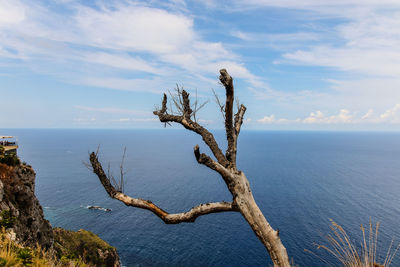 Tree by sea against sky