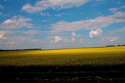 Crop on field against cloudy sky