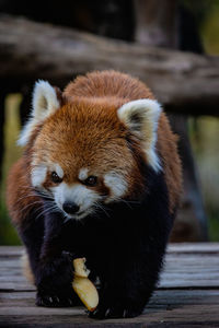 red panda