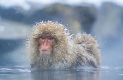 Monkey in a lake
