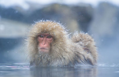 Snow monkey in a hot spring, nagano, japan