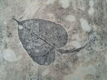 Close-up of animal representation