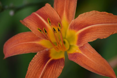 Close-up of flower