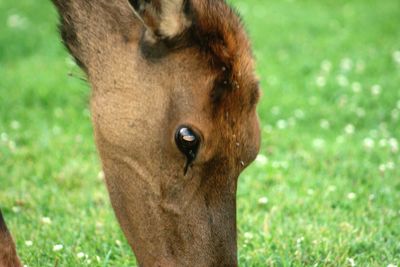 Close-up of horse on field