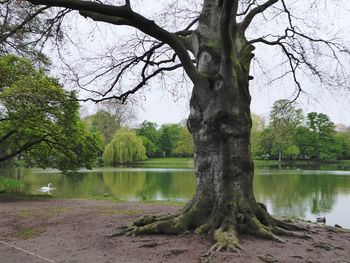 Bare tree by lake against sky