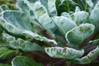 Close-up of snow on leaves