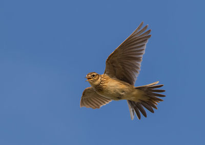 Low angle view of eagle flying against clear blue sky