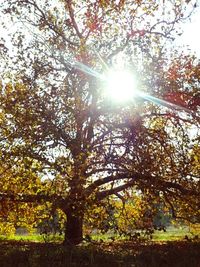 Sun shining through trees