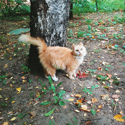 Cat looking away