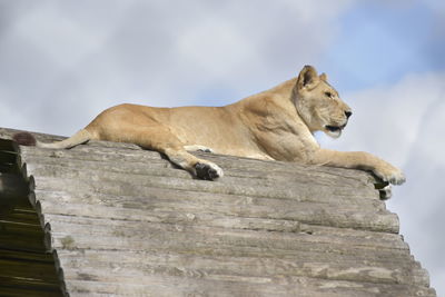 Low angle view of a cat