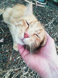 Close-up of hand holding cat