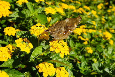 Butterfly on yellow flower