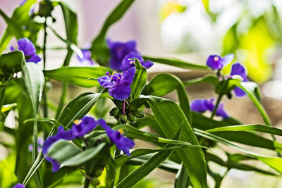 Close-up of purple flowering plants