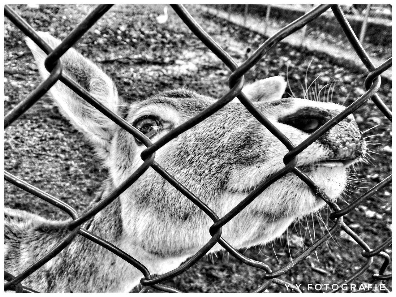 CLOSE-UP OF CHAINLINK FENCE IN CAGE