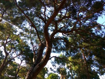 Low angle view of trees against sky