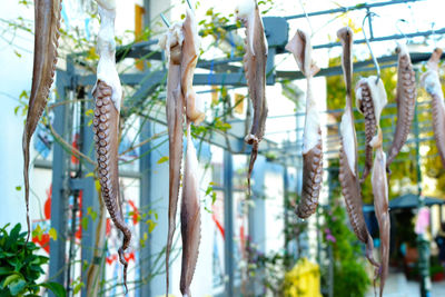 Low angle view of plants hanging on tree