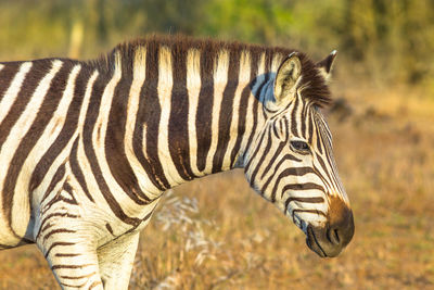 View of zebra on land